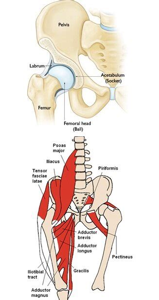 Fix Hips to Ease Back Pain — Evolve Fitness Chicago