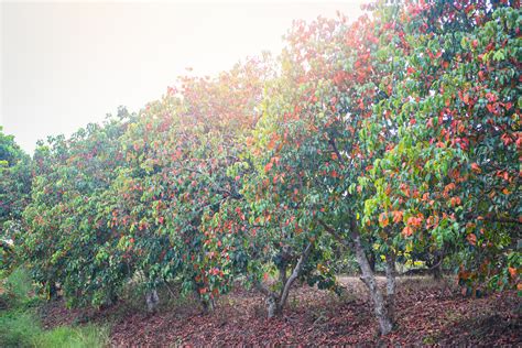 Santol fruit on the tree in the garden tropical fruit 4800909 Stock ...