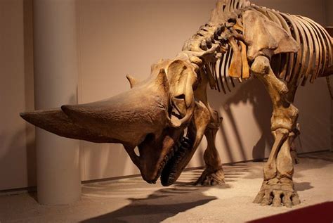 Animal skeleton | Animal skeletons, Prehistoric animals, Prehistoric