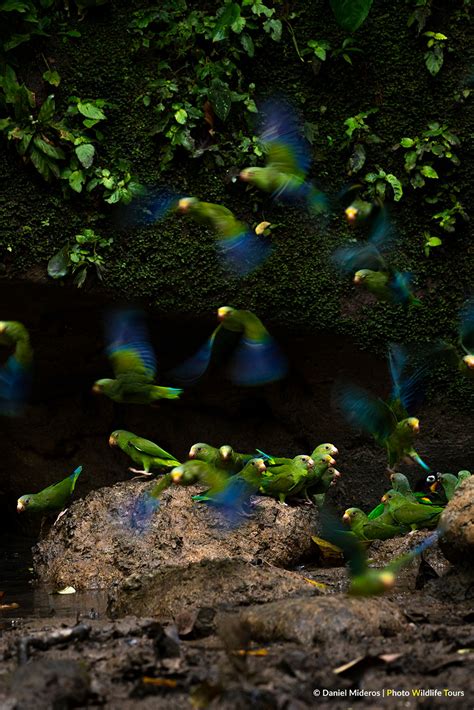 Birds of Ecuador Tour | Photo Wildlife Tours - Bird Photography Tours