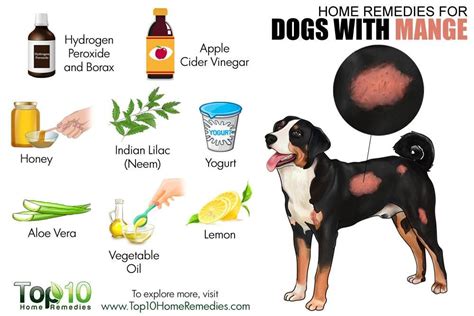 Natural Cure For Mange In Dogs