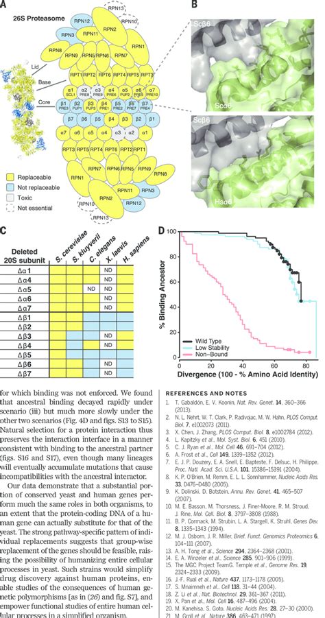 Proteasome subunits are differentially replaceable. (A) Yeast 26S ...