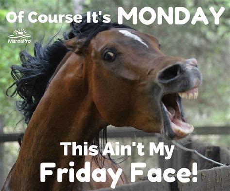 Happy Monday! #funny #horse #sayings | Funny horses, Funny horse memes ...