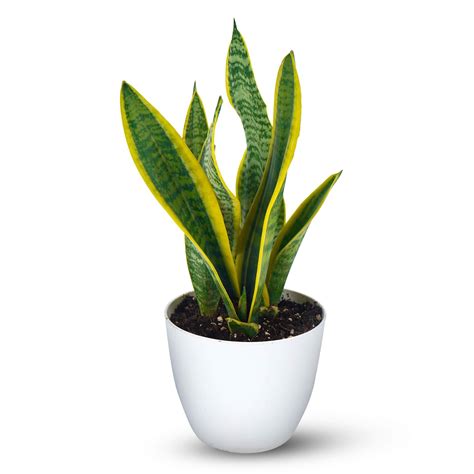 Snake Plant Variegated Plant With Pot | Buy Snake Plant Variegated ...