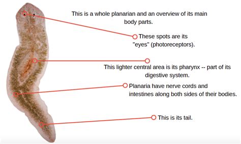 About Planaria - PLANARIA POP-UP: MOBILE REGENERATIVE MEDICINE ...