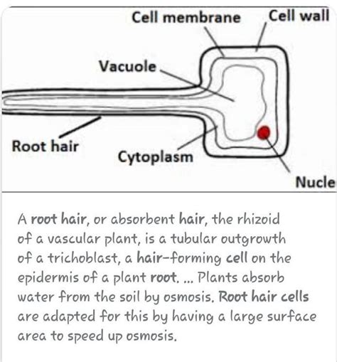 what is a root hair cell???? - brainly.com