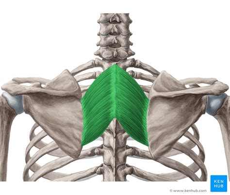 Rhomboid Muscles - Anatomy, Function & Clinical Aspects | Kenhub