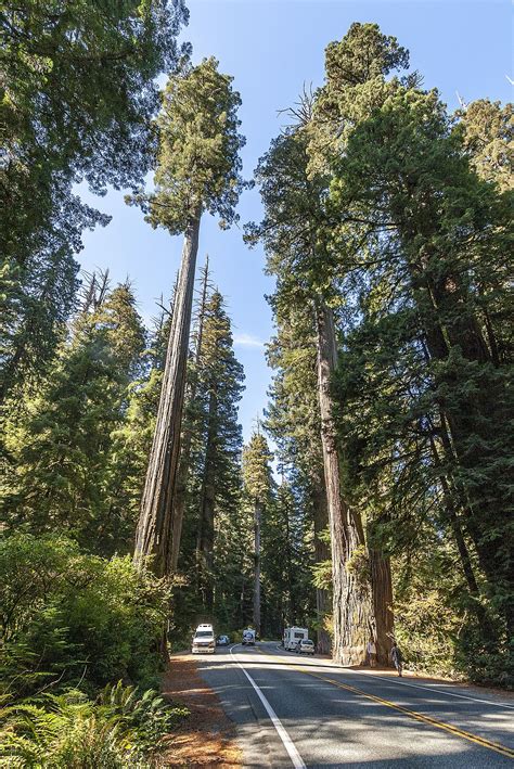 Sequoia sempervirens - Wikipedia