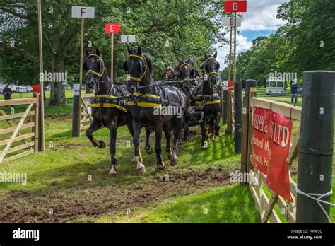 Carriage driving competition Stock Photo - Alamy