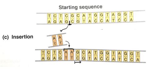 Insertion (DNA Mutation) — Definition & Examples - Expii