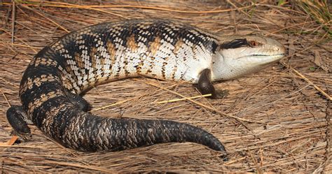 Eastern Blue-tongue Lizard - The Australian Museum