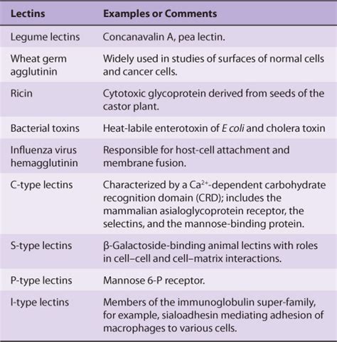 Glycoproteins | Basicmedical Key