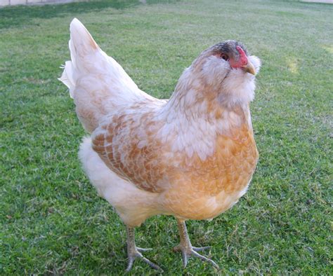 The 8 Best Egg-Laying Breeds Of Backyard Chickens - Off The Grid News