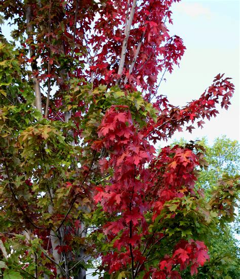 Red Maple Leaves – Photos Public Domain