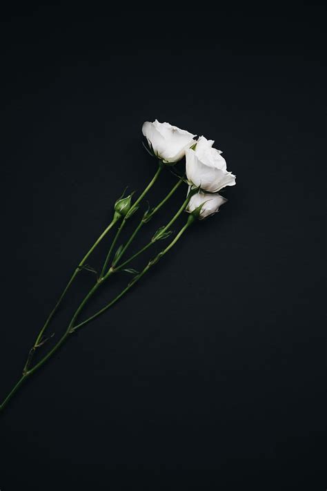 HD wallpaper: roses, flowers, composition, tenderness, white background ...