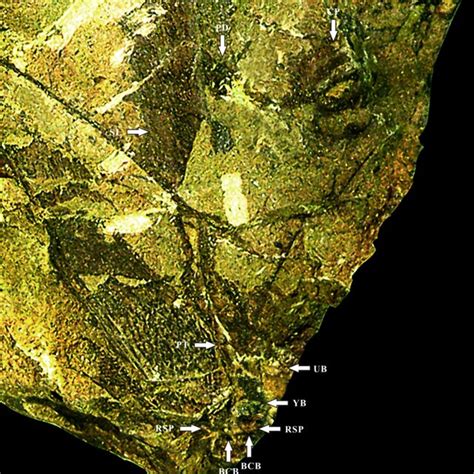 Apex of a Glossopteris leaf, with bifurcating and anastomosing veins ...