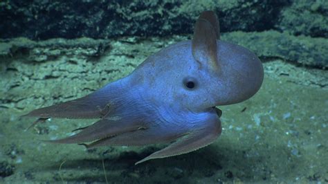 All About Grimpoteuthis, the Dumbo Octopus