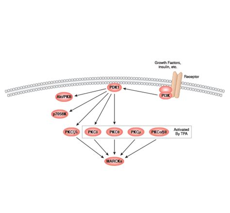 Protein Kinase C Signaling Interactive Pathway | Cell Signaling Technology