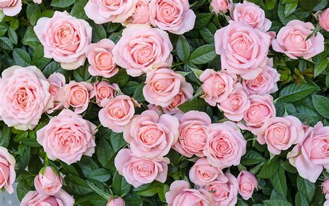 Pink Rose Flowers Wallpapers For Desktop | Best Flower Site