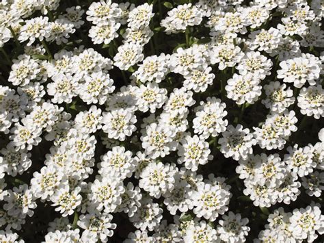 Candytuft | Evergreen, Flowering, Groundcover | Britannica