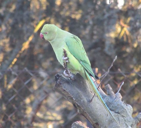 Green Parrots! – Jo Hedesan's Blog