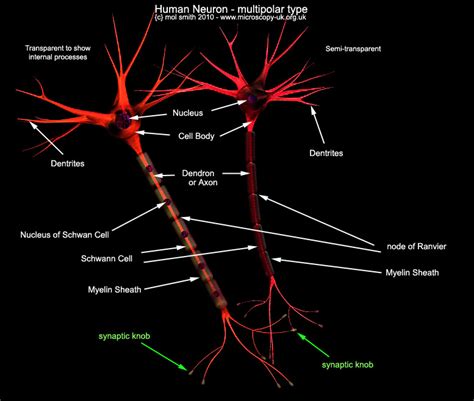 Human Nerve Cells Under Microscope