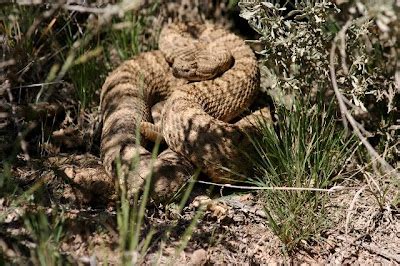 Idaho Nature Notes: Owyhee Wildlife