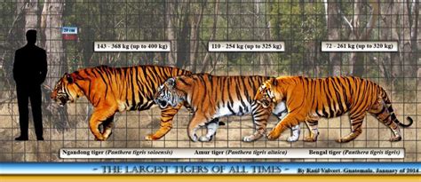 Siberian Tiger Vs Bengal Tiger Comparison - Dogs And Cats Wallpaper