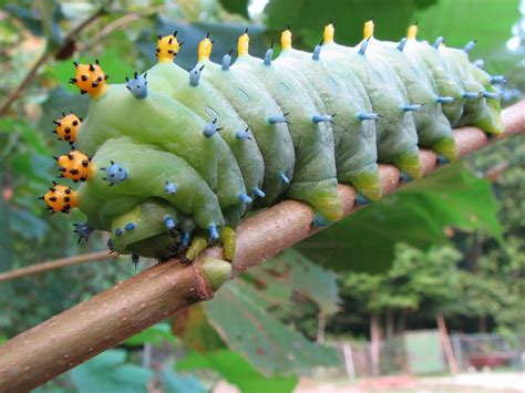 Caterpillar Types and Identification Guide | Owlcation