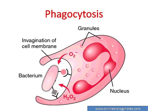 Phagocytosis or Phagocytic barrier of immune system - Online Biology Notes