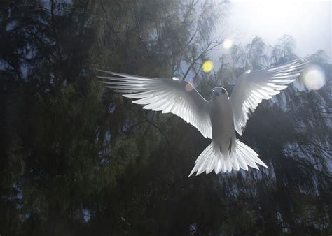 Manuokū (White Fairy Tern), flying | Free Photo - rawpixel