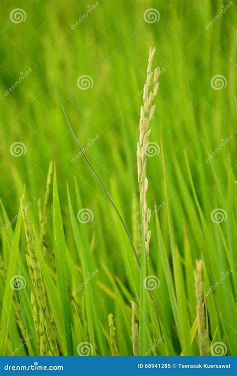 White rice stock image. Image of planting, iron, index - 68941285