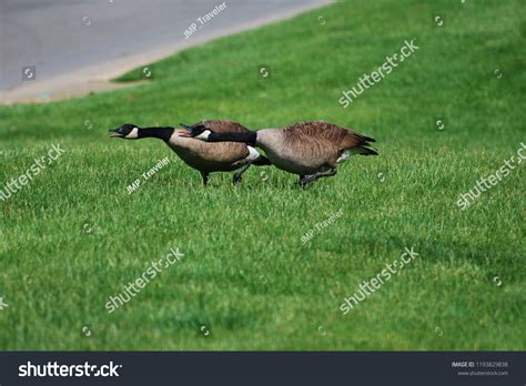 Angry Goose Attack