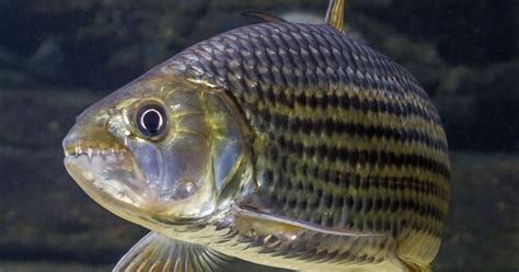 African Tigerfish · Tennessee Aquarium