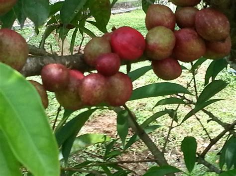 LI NA HERBS: FRUITING MAHKOTA DEWA PLANT