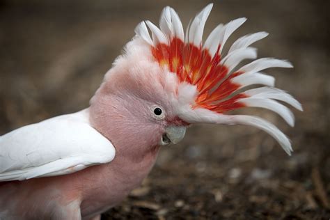 10 Top Pet Cockatoo Species