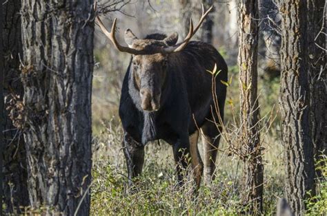 Pictures of moose-deer hybrids