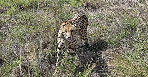 India’s cheetah project: A costly diversion from more pressing ...