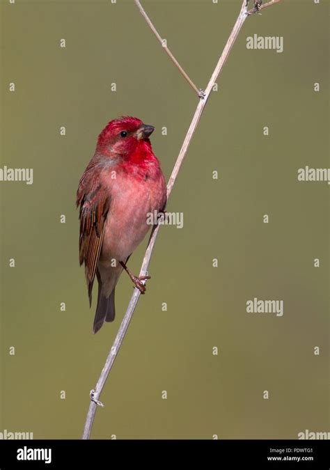 Male Common Rosefinch in breeding habitat Stock Photo - Alamy