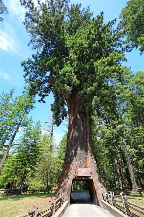 25 Amazing Things to Do at Redwood National Park in 2021