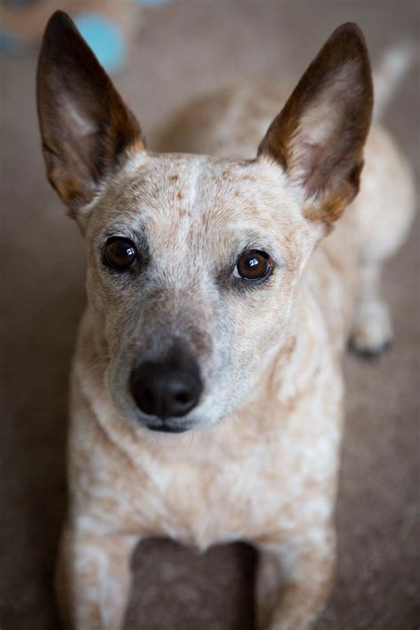 This is my sweet Cali! She is a red heeler terrier mix. | Red heeler ...