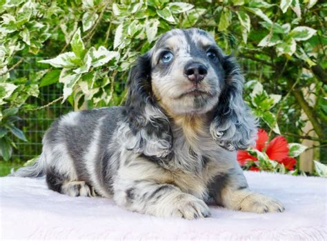 Phantom, blue & cream Dapple long haired mini Dachshund. | ダックスフント, 動物 ...