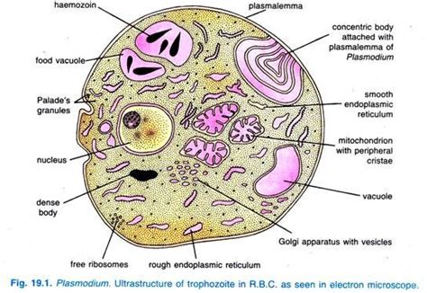 Plasmodium Vivax (P. Vivax): Habitat, Structure and Life Cycle ...