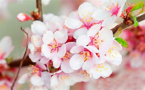 White Cherry Blossom Wallpapers Free Download