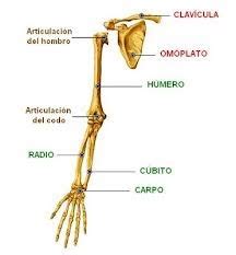 Nuestro esqueleto: Miembro superior: Introducción