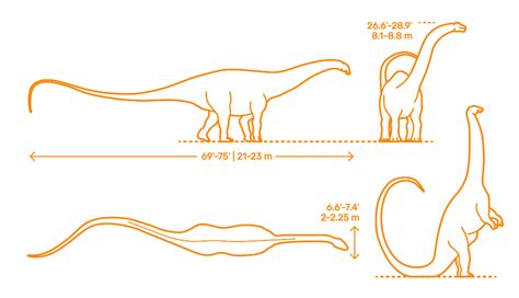 Brontosaurus (Brontosaurus excelsus) Dimensions & Drawings | Dimensions.com