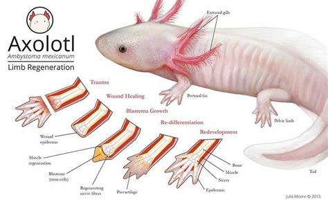 Axolotl Limb Regeneration | Axolotl pet, Axolotl, Axolotl cute