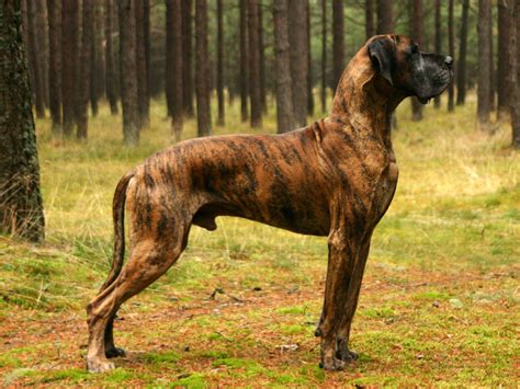 Great Dane - Spirit Animal Totems , Messages and Dreams