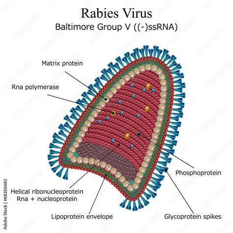 Diagram of Rabies virus particle structure Stock Vector | Adobe Stock