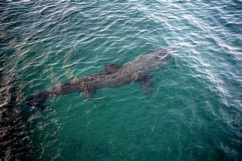 Picture 4 of 4 - Basking Shark (Cetorhinus Maximus) Pictures & Images ...